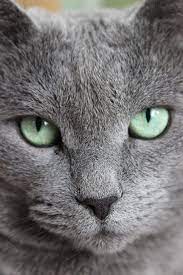 60 519 просмотров • 16 апр. Our Russian Blue Had A Personality Those Green Eyes Going Past Her She Often Had A Tendency To Put Our Her Paw Claws Extende Beautiful Cats Cats Pretty Cats