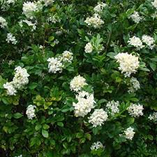 The center of diversity is in southern china and southeast asia. Murraya Paniculata Grower Direct