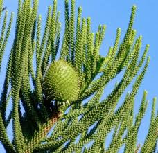 Image result for Araucaria columnaris