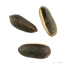 Image result for Pouteria pseudoracemosa