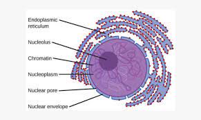 Nucleus, mitochondria, endoplasmic reticulum, golgi apparatus, lysosomes. Nucleus Transparent Cell Animal Cell Nucleus Diagram Hd Png Download Kindpng