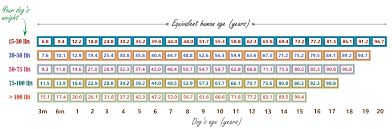 how to estimate your dogs age in 5 proven ways