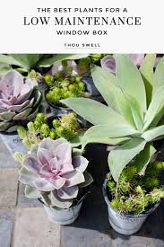 Flowers are usually the central feature of the window box for most gardeners, and if your home's façade is sunny, you can have a large range of blooming. The Best Plants For A Low Maintenance Window Box Thou Swell Plants Cool Plants Low Maintenance Landscaping