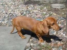 Check spelling or type a new query. Merrywind Teckels Dachshund Colors Coats And Patterns