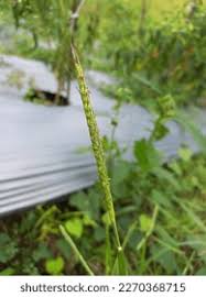 Image result for Ischaemum