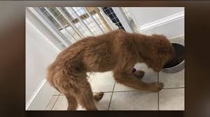 1,965 likes · 257 talking about this. Puppy Boutique Under Investigation After Pictures Posted On Social Media Wnep Com