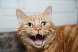 What was the obsession with cats? American Upbeat This Is Why Kitties Get Freckles On Their Noses