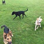 Dog Trainer In Gateshead Puppy Classes Dog Trainer Dogs