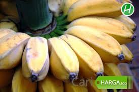 Maybe you would like to learn more about one of these? Informasi Harga Pisang Kepok Agustus 2021