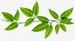 Gambar baru diunggah setiap minggu. Leaf Plant Flower Green Tree Png Download 1600 855 Free Transparent Leaf Png Download Cleanpng Kisspng