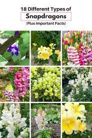 Pin On Gardens And Landscaping