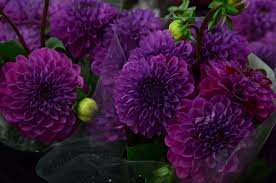 Farmgirl flowers strives to maintain a compliant website and is committed to providing an online environment that is they have both a retail store and sell wholesale. Wholesale Mellano Company