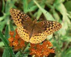 Vælg mellem et stort udvalg af lignende scener. Butterfly Identification Guide 27 Types Of Butterflies With Photos Owlcation