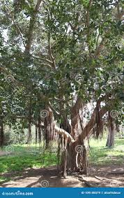 Image result for Ficus obliqua