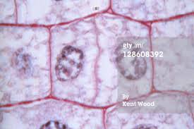 Check spelling or type a new query. What Happens To Genetic Material During Cell Division Ms Lori Young