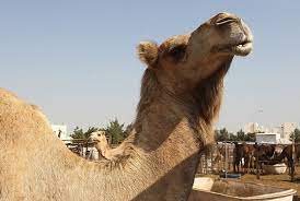 Camelhumpdayhump dayfunnyhumourwednesdayworkplace humourguess what day it ishump day camelfunny camel. Does The Geico Hump Day Camel Have A Name