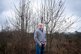 As already mentioned, tree services texas recommend looking for the scorched appearance on the leaves. Why You Shouldn T Plant Bradford Pear Trees