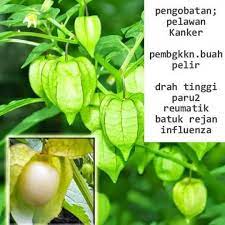 Buah Kegunaan Tanaman Obat Obat Alami Kesehatan Alami