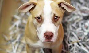 They made all sorts of exciting discoveries and lots of new friends! the humane society said on facebook. Looking To Adopt A Pet Here Are 5 Perfect Puppies To Adopt Now In