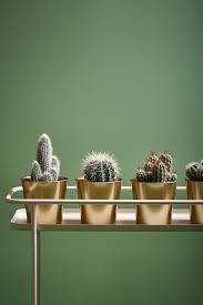 Cactaceae Pflanze Versch Arten Hol Es Dir Noch Heute Ikea Deutschland Pflanzenstander Pflanzen Grunpflanzen