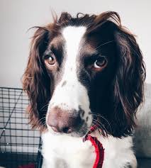 The stainless metal snap hook comes with a 360 swivel so you can easily attach it to your dog's collar. Springer Spaniel Puppy Eyes Spaniel Puppies Springer Spaniel Big Puppies
