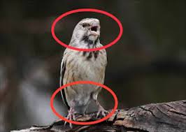 Perbedaan burung kepodang jantan dan betina serta membedakan akan tengkek buto jantan amp betina. Cara Membedakan Blackthroat Jantan Dan Betina 100 Akurat Pamankicau