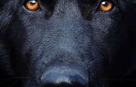Ein schwarzer schäferhund ist immer sehr imposant.ein kleiner querschnitt durch meine schwarzen welpen. Schaferhunde Verein Waldshut Waldshut Tiengen Uder Den Deuschen Schaferhund