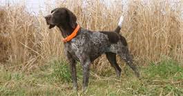 Our german wirehaired pointers puppies for sale come from either usda licensed commercial breeders or hobby breeders with no more than 5 breeding mothers. German Shorthaired Pointers Top Gun Kennel