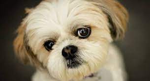 Chihuahuas are intelligent, graceful, and sometimes too brave for their own good. 10 Popular Small Long Haired Dog Breeds Tail And Fur