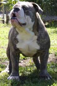 Ukc american bullies ready nowpuppies for sale: Old English Bulldogs One Of A Kind Bulldogs