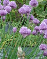 Plant with small purple flowers used as a culinary herb. Herb Plant List Edible Oasis