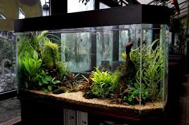 16 Fish Tank Decorations That Will Inspire You Mostbeautifulthings Small Fish Tanks Fish Tank Fish Tank Decorations
