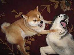 When does dog growling becomes a problem? How To Stop Dog Aggression Toward Other Dogs Pethelpful