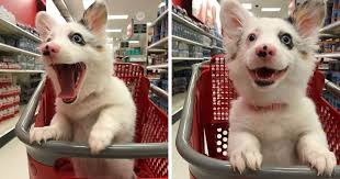 Dog Goes To Target Has The Best Time Of Her Life Happy Dogs Cute Dog Pictures Dog Lovers