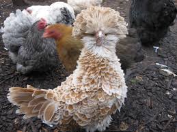 As well as everyday care of your pet you can find out about the origin of the species, the names of some famous fighting chickens and how to give quail are the perfect pet for really small gardens. Choosing Your Chickens Chickens Guide Omlet Uk