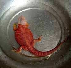 To bathe a bearded dragon, get everything ready in advance. Why Is A Bearded Dragon Bloated Learn Before It S Too Late