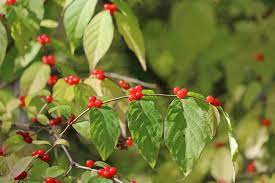 Red raspberry bright red each berry is a cluster of tiny, round berries bramble (shrub) with thorned canes; What Is This Berry Missouri Poison Center