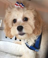 There are three sizes of poodle, so there are three sizes of cockapoo. Cockapoo Frequently Asked Questions Mill Creek Family Farms