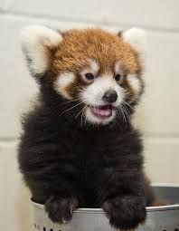 Below you'll discover the complete list of animal names our researchers have written about so far. Red Panda Archives Animal Fact Guide