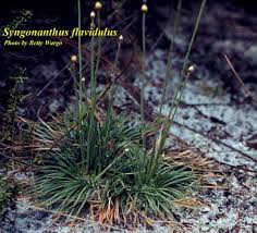 Image result for Syngonanthus