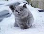 British Shorthair Cat Breed Information - Vetstreet