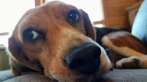 Beagle puppies for adoption in pa. Beagle Rescue League Because Every Superdog Needs A Hero