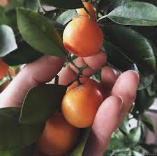 Calamondin plants are not well adapted to the house environment. Calamansi Lime The Gardener S Eden