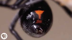 Andrine shufran, oklahoma state university's insect. Why The Male Black Widow Spider Is A Real Home Wrecker Kqed