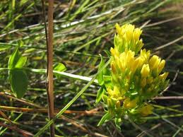 Image result for Sebaea sedoides