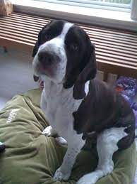 Bridges From Texas English Springer Spaniel Rescue English Springer Spaniel Rescue Springer Spaniel English Springer Spaniel