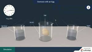 Treat it as a baby. The Fundamental Unit Of Life Osmosis With An Egg Youtube