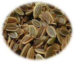 Image result for Anethum