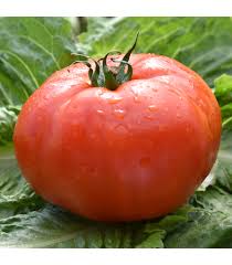 At the 2015 local government reform it became a subdivision of the municipality prrenjas. Semena Rajcat Tyckove Rajce Soldaki Lycopersicon Esculentum