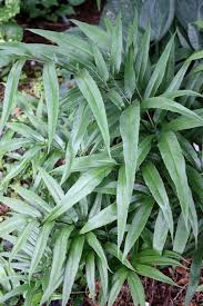 Image result for Coniogramme